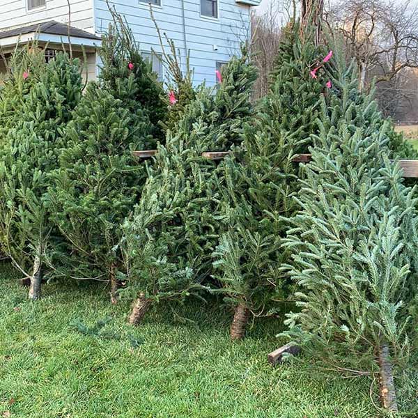 Christmas Trees