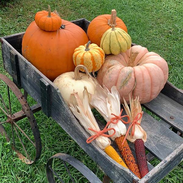 Pumpkins and corn stalks